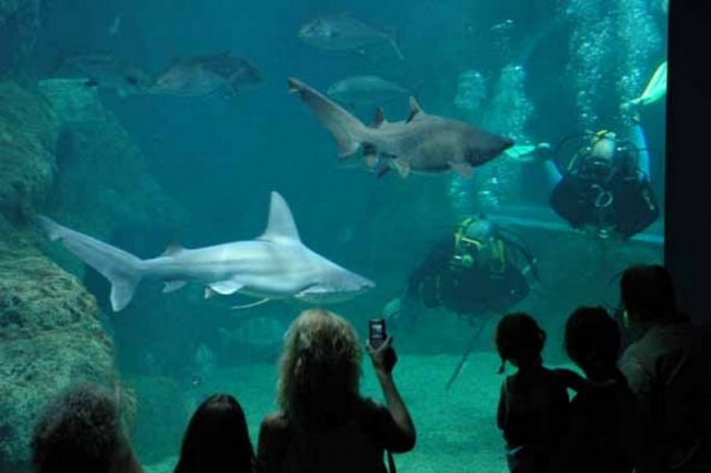 buceando con tiburones